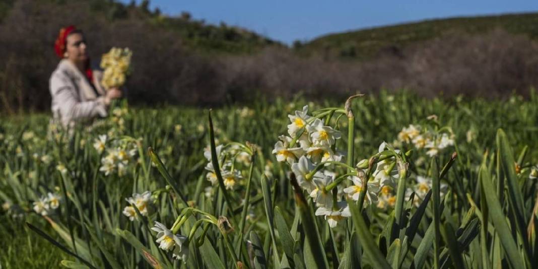 Kokusuyla fark atıyor, kadınlara gelir oluyor! Karaburun’da mis kokulu hasat: Sonbaharda başlıyor kış boyu sürüyor 9